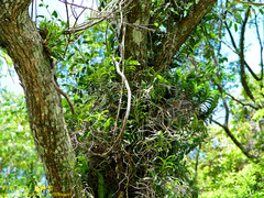 Cleisostoma paniculatum