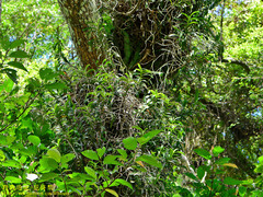 Cleisostoma paniculatum