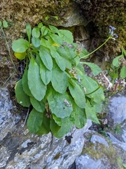 Primula latifolia