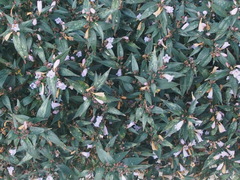 Strobilanthes anisophyllus