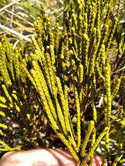 Veronica hectorii, photograph Leon Perrie, CC BY, iNaturalist via GBIF