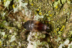 Ptomaphagus