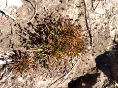 Juncus antarcticus