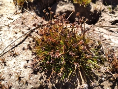 Juncus antarcticus