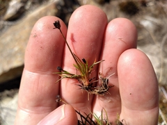 Juncus antarcticus