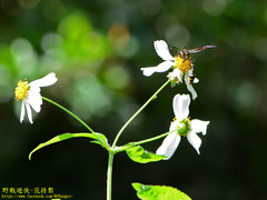 Phimenes flavopictus formosanus