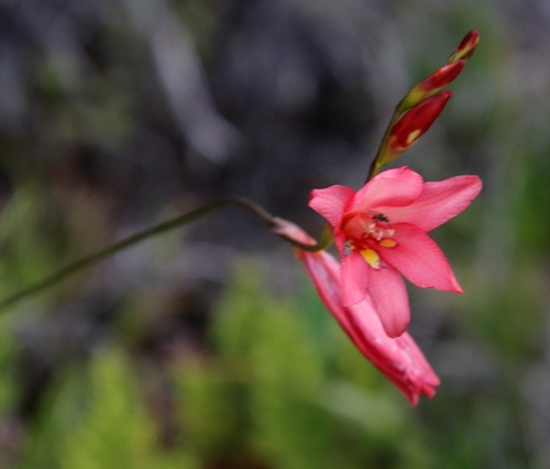 Image of Tritonia drakensbergensis by (c) Tony Rebelo, some rights reserved (CC BY-SA)