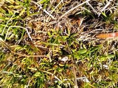 Abrotanella caespitosa