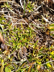Abrotanella caespitosa