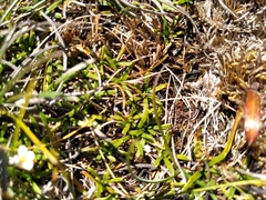Abrotanella caespitosa