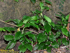 Goodyera rubicunda