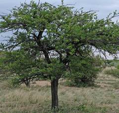 Vachellia robusta robusta