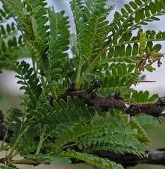 Vachellia robusta robusta
