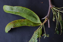 Vachellia robusta robusta