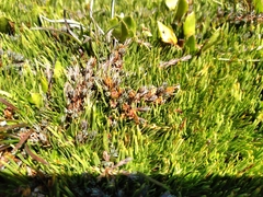 Dracophyllum prostratum