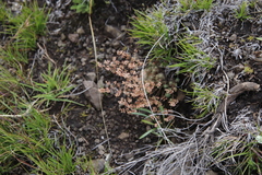 Psammotropha mucronata mucronata