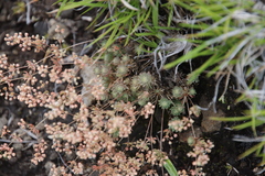 Psammotropha mucronata mucronata