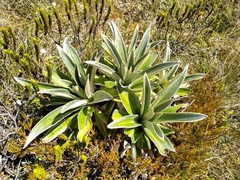 Celmisia verbascifolia