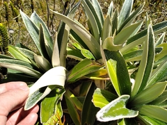 Celmisia verbascifolia