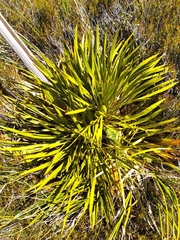 Aciphylla horrida