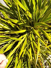 Aciphylla horrida