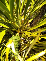 Aciphylla horrida