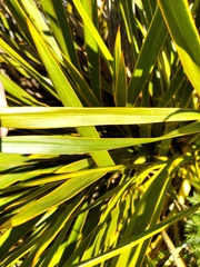 Aciphylla horrida