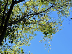 Celtis tetrandra