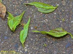 Celtis tetrandra