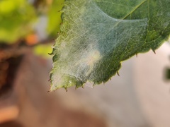 Bijoaraneus mitificus