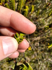 Veronica pauciramosa