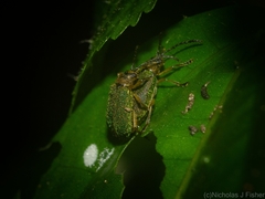 Hoplostines laporteae