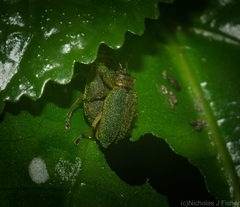 Hoplostines laporteae