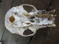 Cercopithecus mitis albogularis