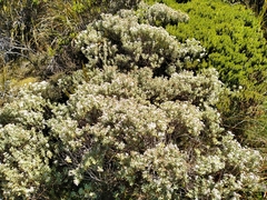 Olearia moschata