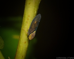 Eutartessus gressitti