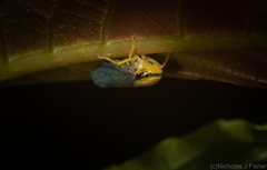 Eutartessus gressitti