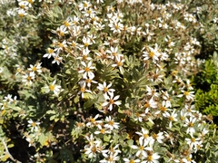 Olearia moschata