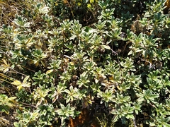 Brachyglottis revoluta