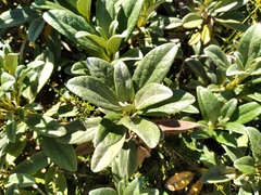 Brachyglottis revoluta