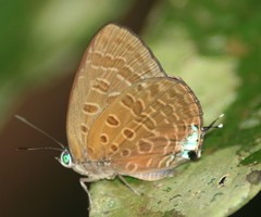 Arhopala sublustris