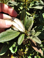 Brachyglottis revoluta