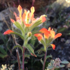 Castilleja glandulosa