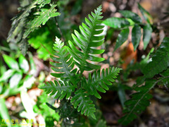 Pteris grevilleana