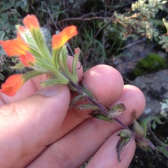 Castilleja glandulosa