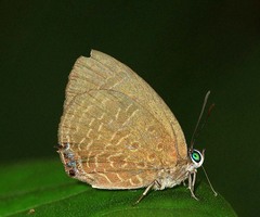 Arhopala agrata