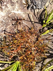 Juncus antarcticus