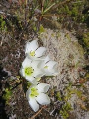 Gentianella bellidifolia