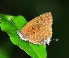 Arhopala athada