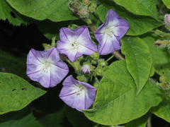 Convolvulus canariensis image